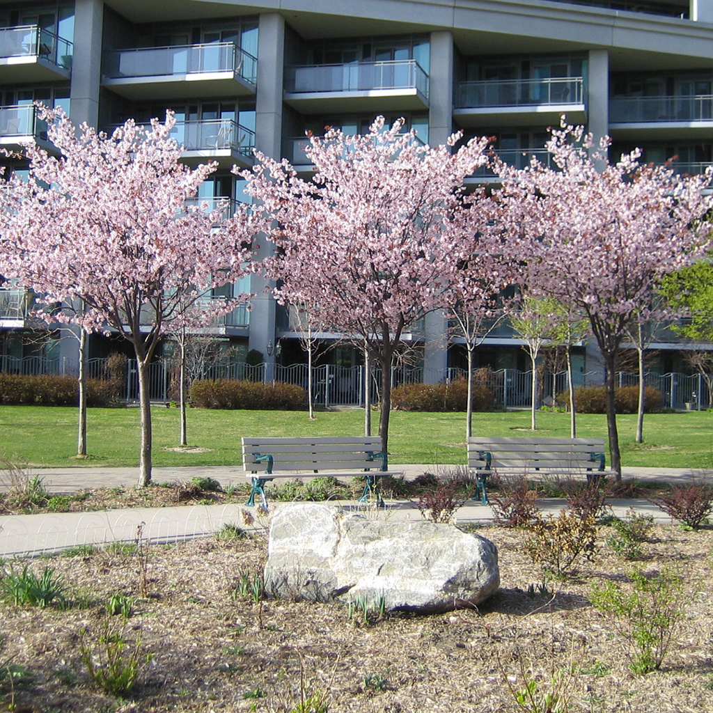 cherry-blossom_1024x1024
