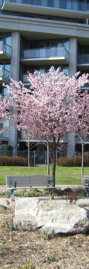 cherry-blossom_400x1200