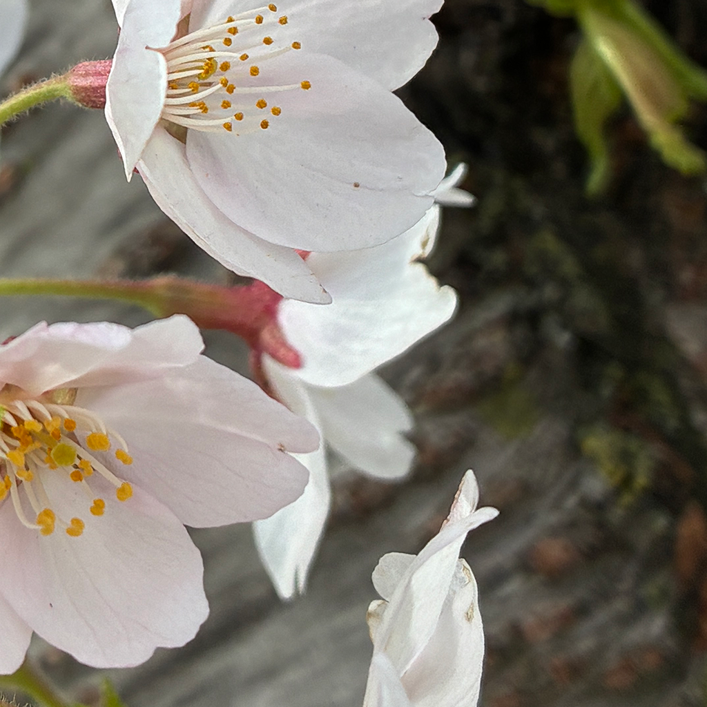 sakura-4_1024x1024